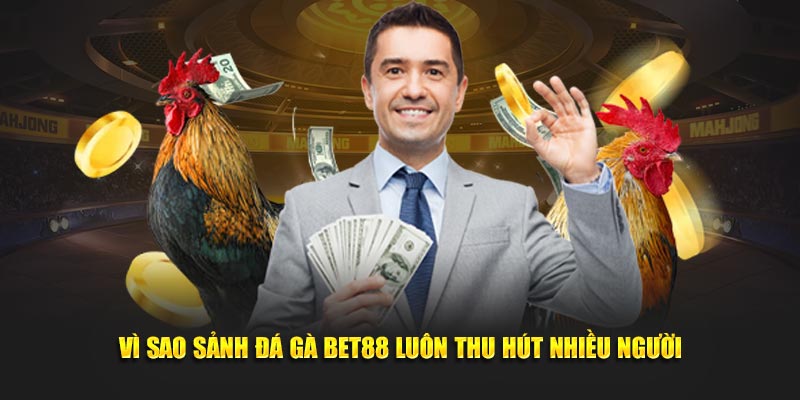 Vì sao sảnh đá gà Bet88 luôn thu hút nhiều người