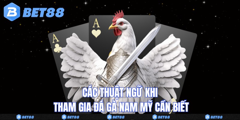 Các thuật ngữ khi tham gia đá gà Nam Mỹ cần biết