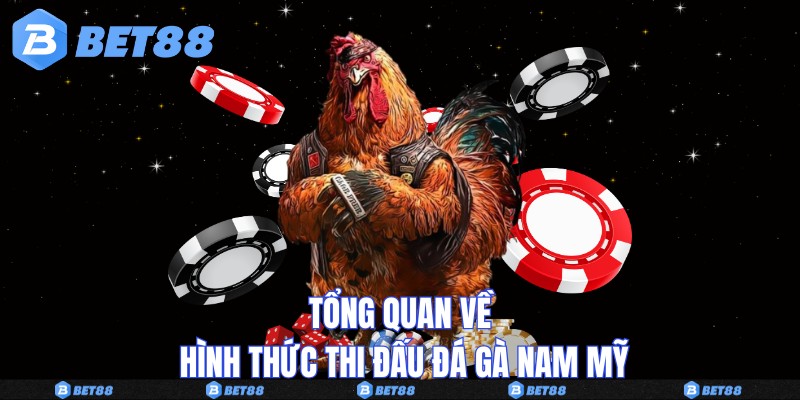 Tổng quan về hình thức thi đấu đá gà Nam Mỹ